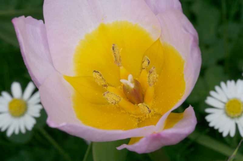 Felsen-Tulpe (Tulipa saxatilis) Felsen-Tulpe (<i>Tulipa saxatilis</i>)